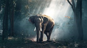 Elephant Among the Trees