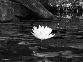 Zu's Lily