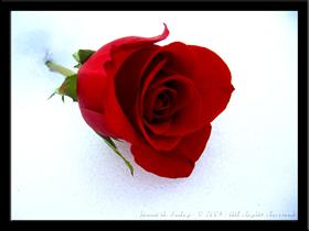 Snow White, Rose Red by nevergetfooledagain