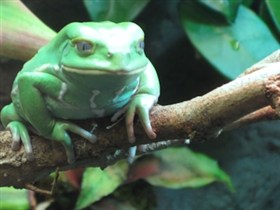 Frogboy Twin