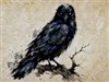 a crow