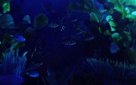 Exploring Underwater