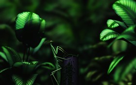 Rainforest - A Glimpse