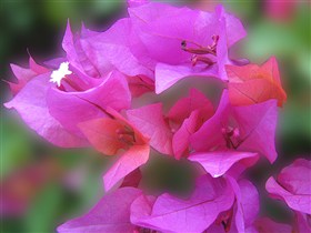 Bougainvillea Purple