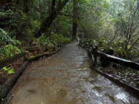 Wooded Path