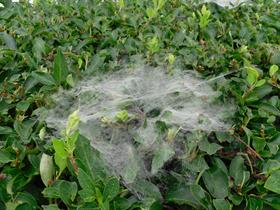 spider web