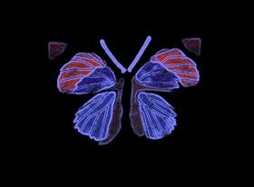 Blacklight Butterfly11