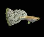 Fishes Pack