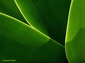 Geen Leaves