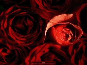 Love Roses v2