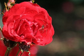 Roses
