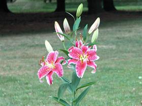early lily