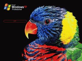 Bird XP
