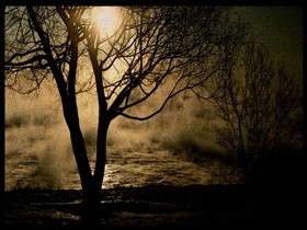 sun in the trees