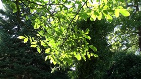 Under the tree