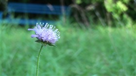 Purple flower