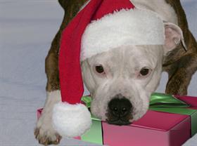 Christmas Baby