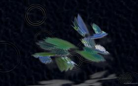 Birds of Paradise