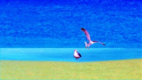 Gulls