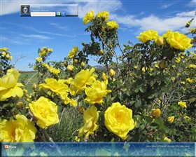 Yellow Roses Of Summer