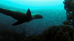 Playful_Seal