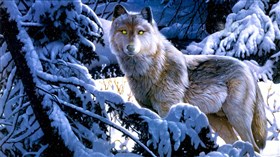Snowy_Winter_Wolfs