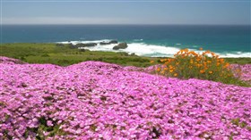Big_Sur_Pink_And_Orange