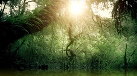 Fern_Forest_Afternoon_Sun