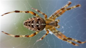Pushup Spider