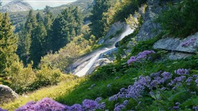 High Mountain Flower Waterfall