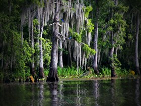 Swamp_Life