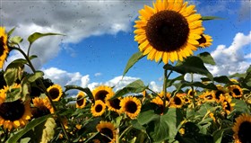 Sunflowers