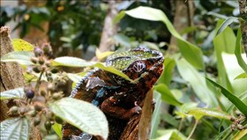 Panther_Chameleon
