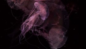 Pink_Jellyfish