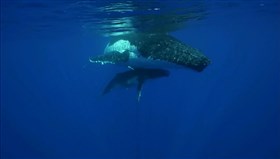 Mama_And_Calf