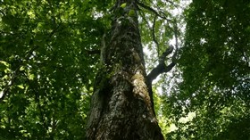 Forest Tree