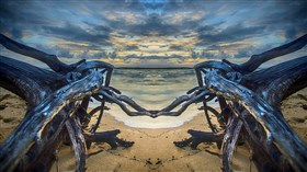 Drift Wood