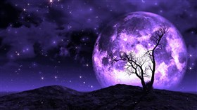 Loner Tree