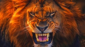 4K Lions Head
