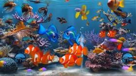 4K Aquarium Colors