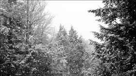 Winter Snow