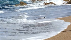Sea Foam