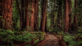 Rainforest HD