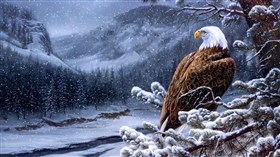 Eagle Winter