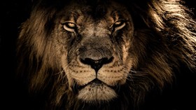 The King
