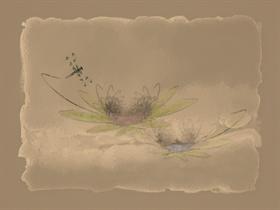 Waterlillies
