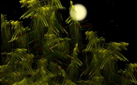 Rainforest