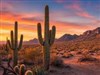 Arizona Desert Sunset
