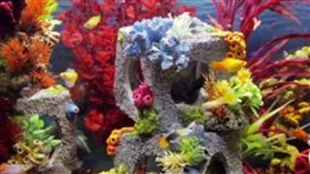 Colorful Aquarium