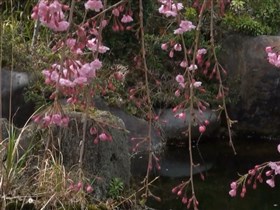 hanging garden pond